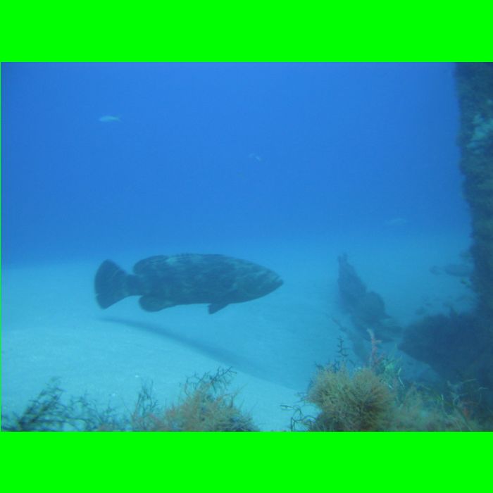 Dive WP Wrecks 25-Oct-09_350.JPG